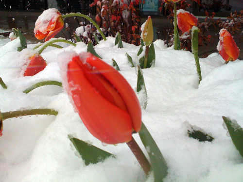 tulips-snow-tulsa Snow Day!