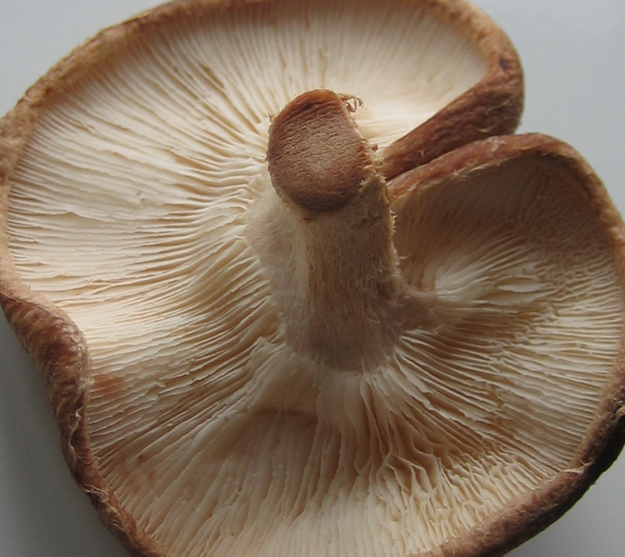 shiitake shiitak6